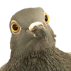 pigeon-rourou-mignon-grosplan
