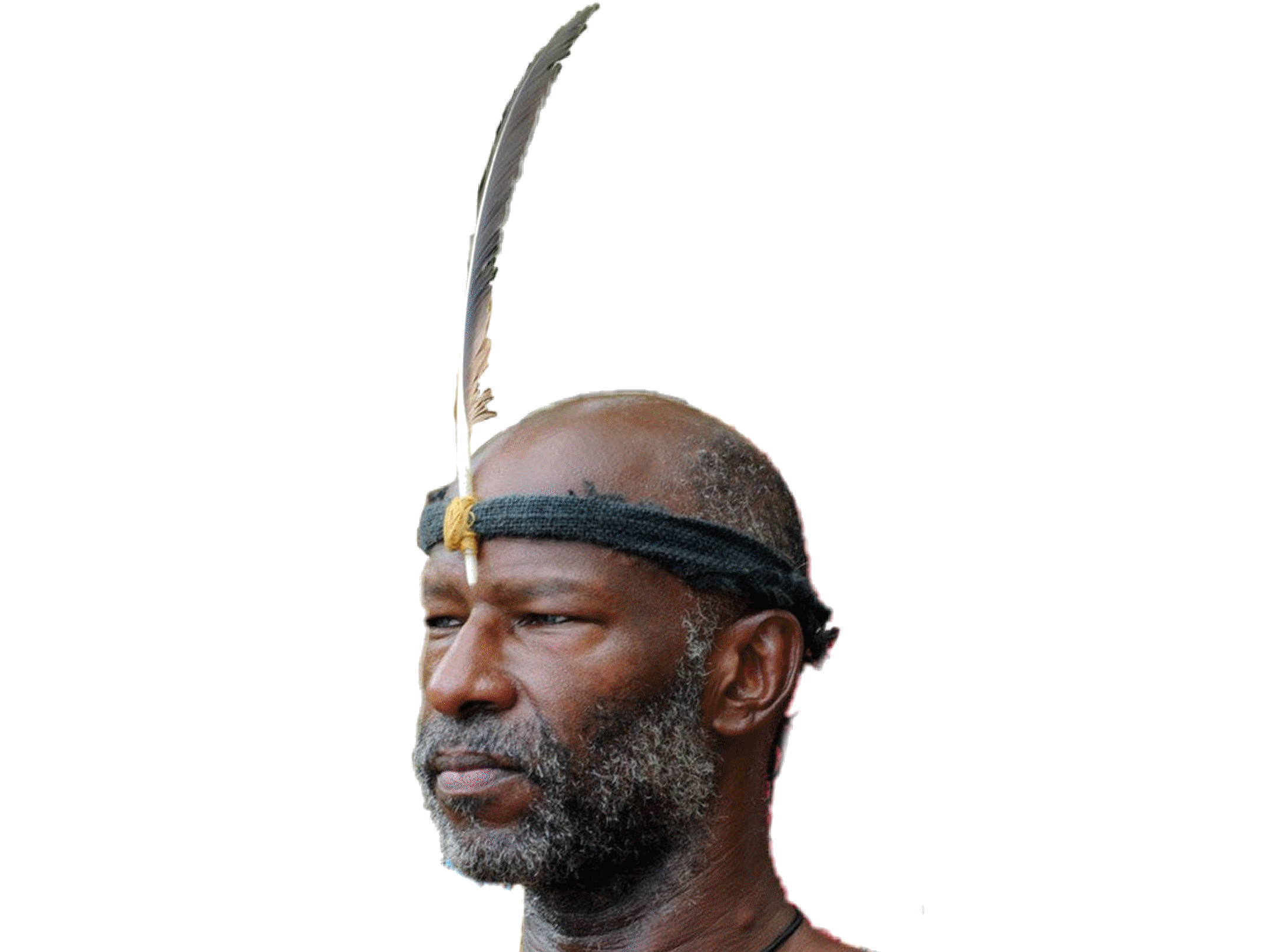 survivor phillip sheppard specialiste plume