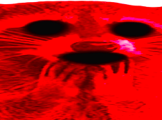 raton laveur rouge fou demon monstre creature