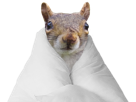 ecureuil-couette-blanche-rongeur