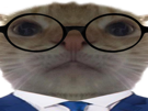 chat-costume-lunettes-etire