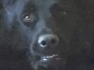 chien-noir-berger-allemand-tete-malaise-dispose-disposas-cringe-dent-chelou