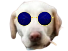 chien-loup-odessa-guerre-kyiv-kiev-russe-sniper-lunettes-bleu-bleues
