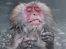 singe-macaque-ouistiti-gorille-chimpanze-primate-animal-poils-poilu-mignon-drogue-joint-defonce