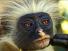 singe-macaque-ouistiti-gorille-chimpanze-primate-animal-poils-poilu-mignon-pensif