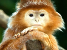 singe-macaque-ouistiti-gorille-chimpanze-primate-animal-poils-poilu-mignon-pretentieux-hautain-superieur