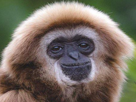 singe-macaque-ouistiti-gorille-chimpanze-primate-animal-poils-poilu-mignon-drogue-defonce-joint