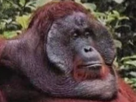 singe-macaque-ouistiti-gorille-chimpanze-primate-animal-poils-poilu-mignon-orangutan-perdu-serieux-blase