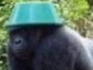singe-macaque-ouistiti-gorille-chimpanze-primate-animal-poils-poilu-mignon-orangutan-bassine-tete-chapeau-seau