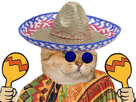 chat-mexicain-chapo-lunettes-bleues