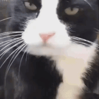 glandilus cat mao meow leche langue lick lengua tong kitty