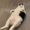 chat-obese-mignion