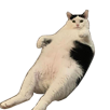 chat-obese-png