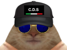 chat-cartel-lunettes-golem-cds