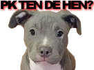 chien-pitbull-mignon-gentil-inoffensif-haine-mechant-agressif-monstre-victime-dogpill-clebs-dogged-zoophile