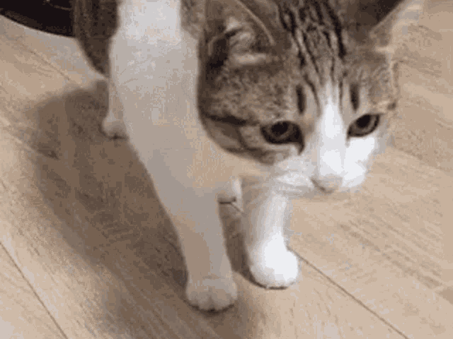 chat neko fatigue tombe