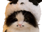 chat-mignon-cute-burger-yeux-cat-issou-ahi-aya-fatigue-peluche-panda-noir-blanc-amour