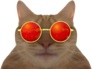 chat-animal-disposax-ent-ahi-lunettes-rouges-rouge-ok-golem-le-dispose-chaud-miaule-pleures