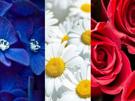 france-drapeau-bleu-blanc-rouge-fr-flag-fleur-hortensia-marguerite-rose