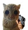 chat-cat-gun-cute-flingue-menace-kitty-yeux