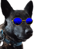 chien-deter-lunettes-bleues