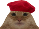 chat-trisomique-beret-rouge
