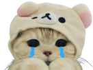 chat-pleure-triste