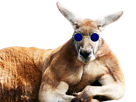 kangourou-lunette