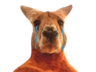 kangourou-pleure-triste