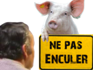 cochon-porc-pig-grippe-porcine-zoonose-epidemie-pandemie-ne-pas-enculer-risitas