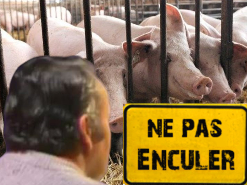 cochons porcs pigs grippe porcine zoonose epidemie pandemie ne pas enculer risitas