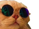 chat-cute-cat-cool-lunette-lunettes-golem
