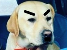 chien dog colere moustache nazi