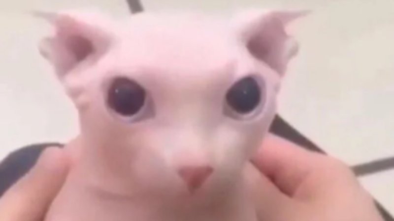 bingus chat floppa la merde