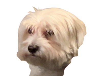 poupeto soral delavier chien