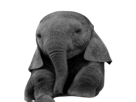 elephant-mignon-elephanto