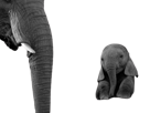 elephant-mignon-elephanto