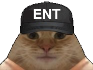 chat ent casquette
