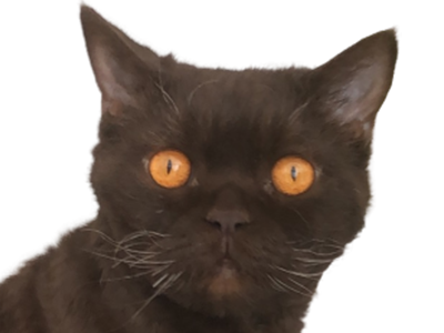 selecao oinj chat drogue deter shit bedo kali yuga 2022 demon satan demoniaque diable 666