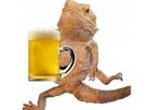 lezard-pogona-biere-alcool-reptile-bar