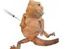 lezard-reptile-vaccin-golem-dose-vaccine-mouton-pfizer-moderna