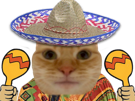 chat-maracas-miroir-etire-chapeau-mexicain-sombrero-miaou-musique-danse-tango-haha-rythme-tradition-tare