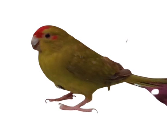 perruche 1010 mignonne belle