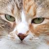 chat-rageux-blase-boude-yeux-regard-intimidant-enerve-bouzi-potelage