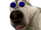 chien-chienne-husky-grimace-langue-lunettes-bleues
