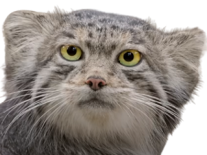 chat pallas marre hein deprime regard juger malaise