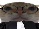 chat-eussou-avocat-ent-lunettes-chatent