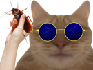 chat-miroir-lunettes-insecte-you-will-eat-the-bugs-golem-nwo