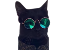 chat-lunettes-qlf-ent-noir-vertes