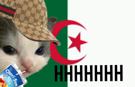 eheh-hehe-hhhh-cat-algerie-chat-racaille